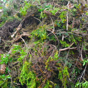 brevard landfill landscape debris rules